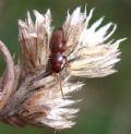 Catomus rotundicollis